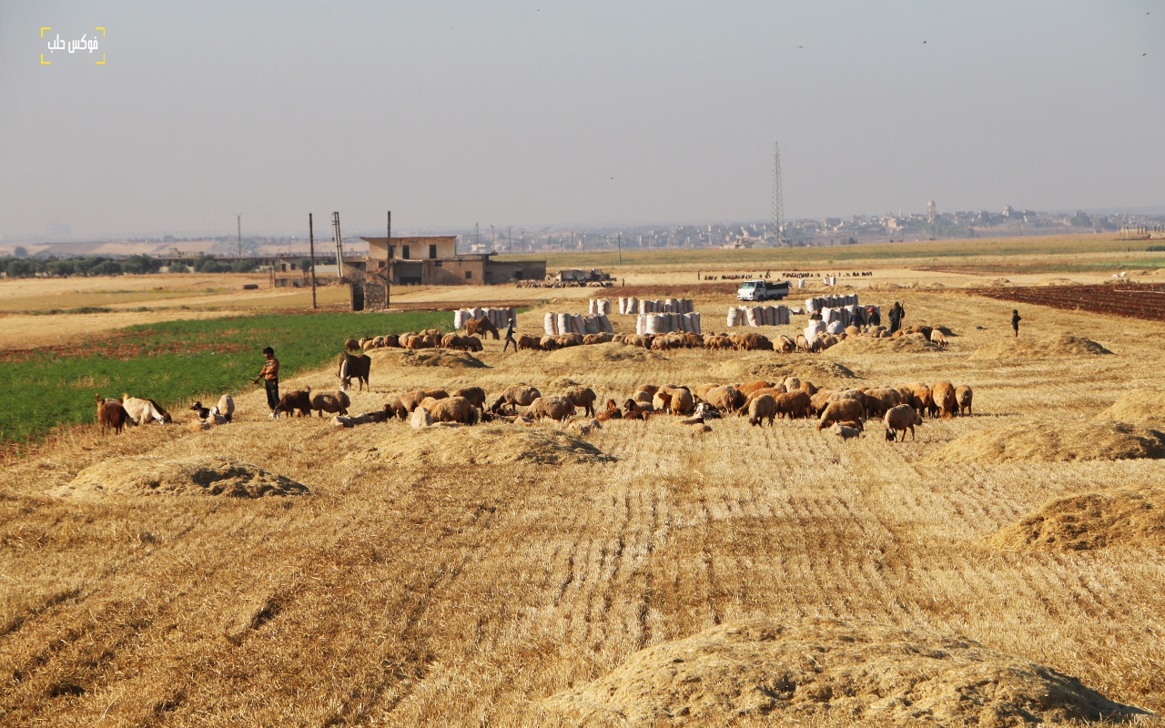 الفلاح يَعد أكوام التبن عوضاً عن أكياس القمح-فوكس حلب١