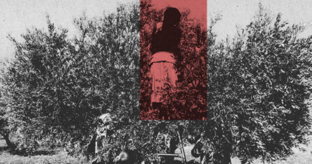 الأملاك في عفرين: استيلاء واسع وسطوة فصائلية