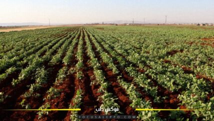 فول الصويا.. خيار مزارعي إدلب بعد خسائر الخضار