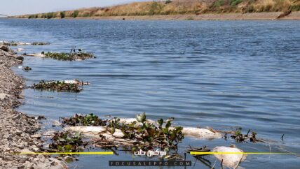 أسباب نفوق أسماك العاصي .. وآثارها