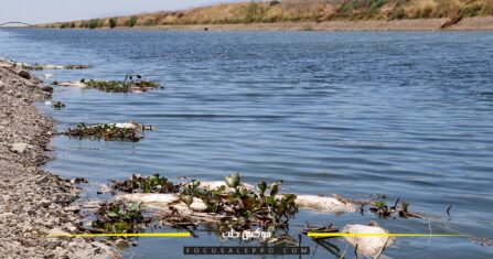 الثروة الحيوانية.. الأضاحي والقصابة تهددان إناث الأغنام