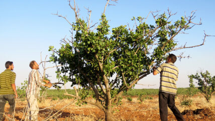 محصول الفستق الحلبي في حماة يجنى بالمزادات