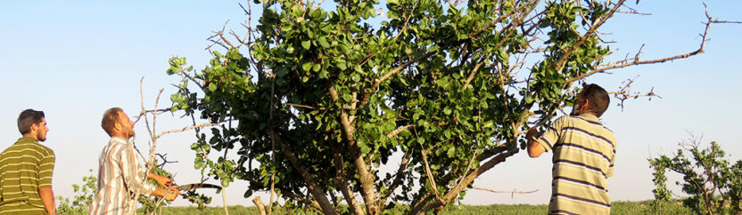 محصول الفستق الحلبي في حماة يجنى بالمزادات