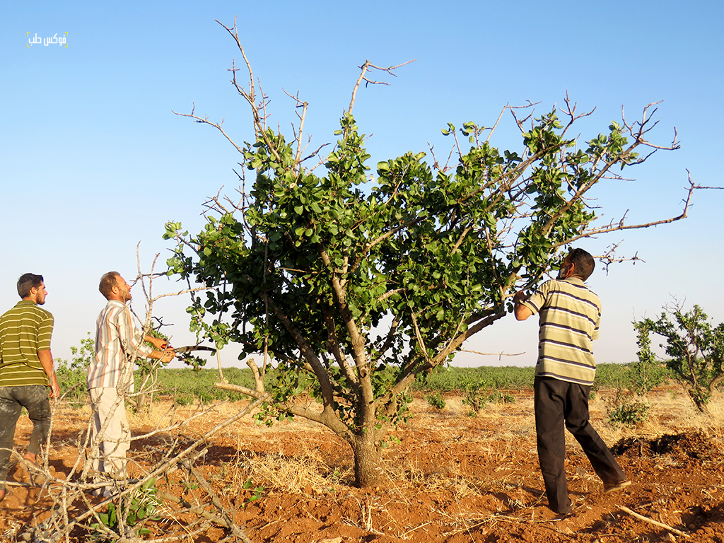 موسم قطاف الفستق الحلبي-فوكس حلب