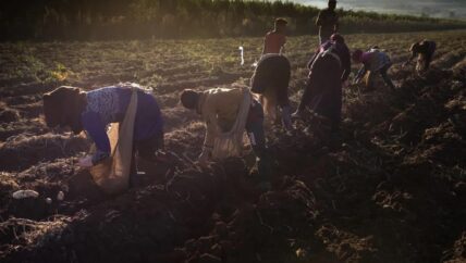 محاولة لتفكيك شخصية شاويش المخيّمات السوريّة في لبنان