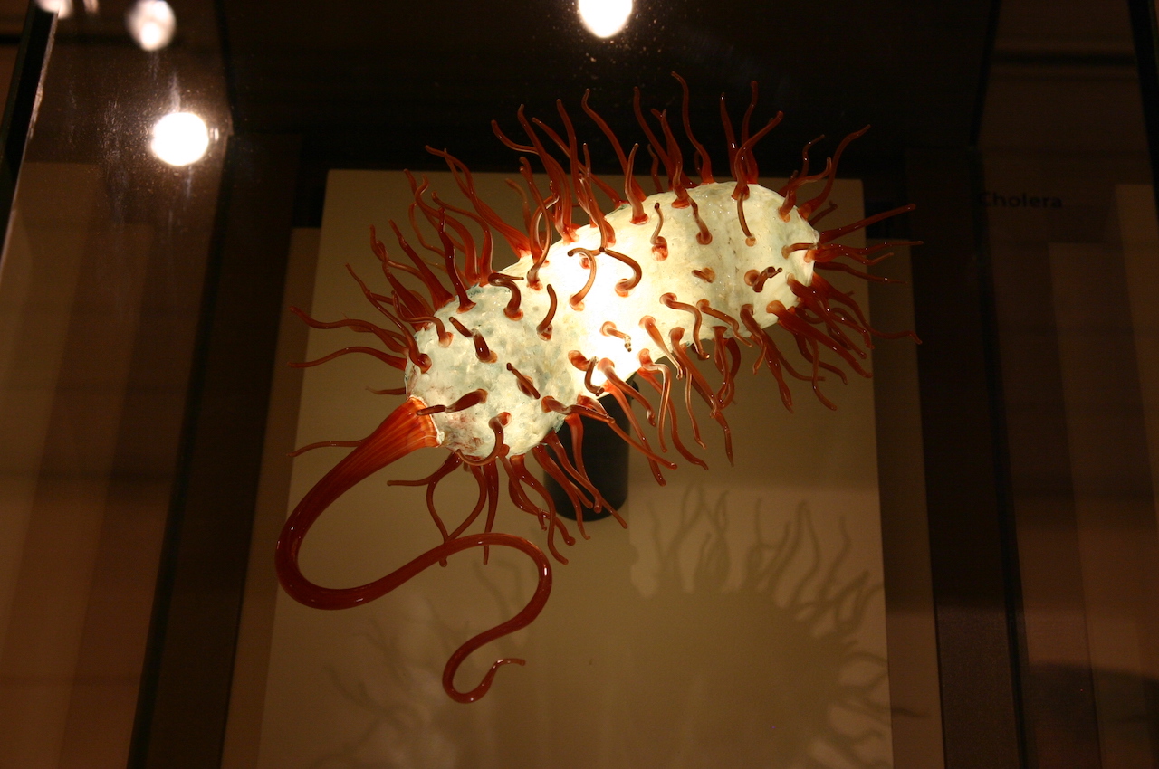 الكوليرا في متحف سميثسونيان للتاريخ الطبيعي بواشنطن - المصدر: Flickr