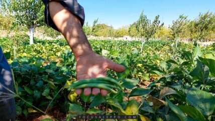 زراعة الخضروات في جبل الزاوية.. عودة بعد انقطاع رافقتها صعوبات كثيرة