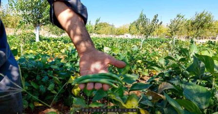 زراعة العصفر.. جدوى اقتصادية وإرهاق للتربة