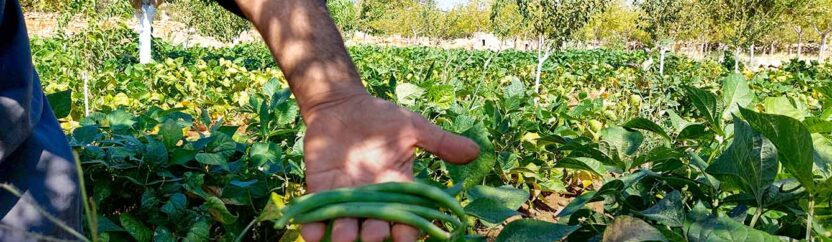 زراعة الخضروات في جبل الزاوية.. عودة بعد انقطاع رافقتها صعوبات كثيرة