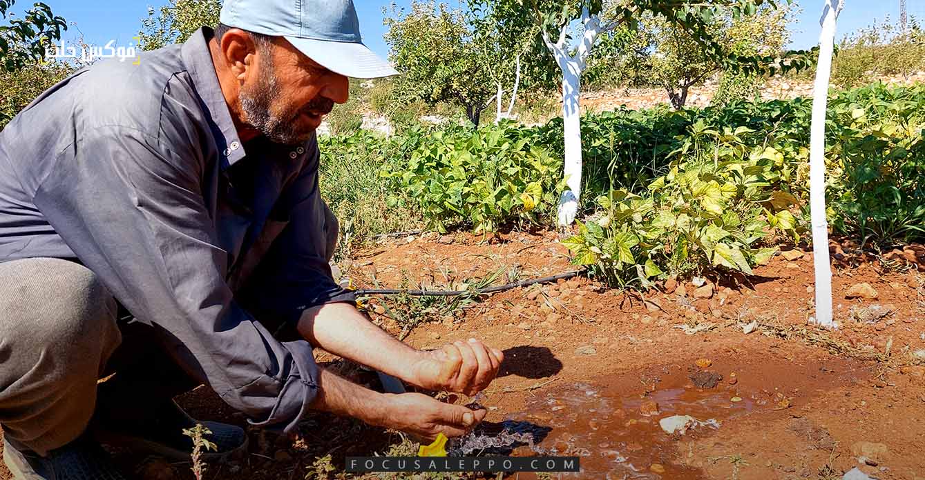 زراعة الخضروات في جبل الزاوية -فوكس حلب