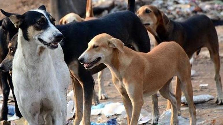 الصورة من الانترنت