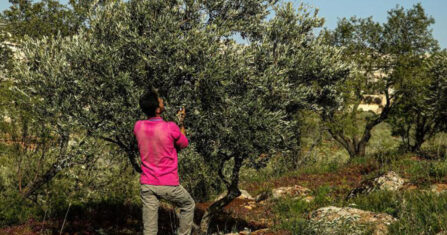 الفستق الحلبي “رزق الملوك”.. تكاليف باهظة وأسعار ثابتة تضمن الأرباح