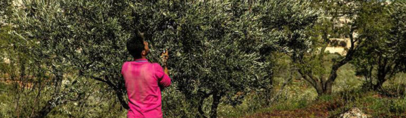 تقليم أشجار الزيتون ضرورة تحكمها الخبرة والابتعاد عن التأخير والعشوائية