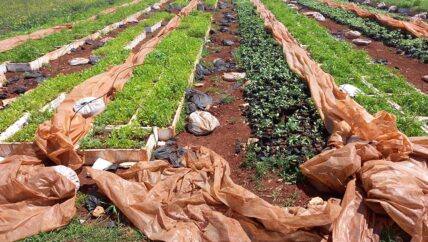 عوامل الطقس تحرم أصحاب زراعة الأنفاق الفائدة المرجوة من زراعتهم