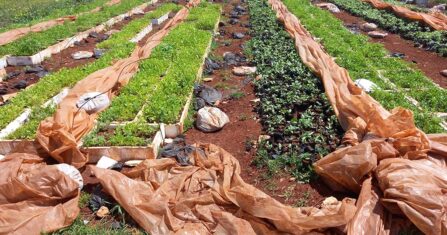 زراعة العصفر.. جدوى اقتصادية وإرهاق للتربة