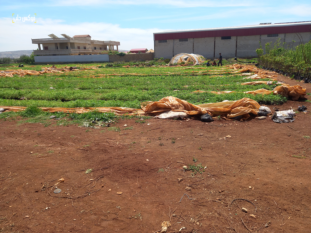تضرر زراعة الأنفاق في الأراضي المحيطة بمدينة الدانا- فوكس حلب