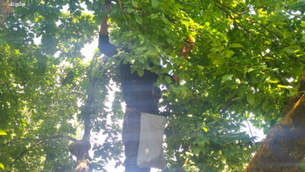 الجانرك والعقابية.. إنتاج وفير وأرباح بسيطة