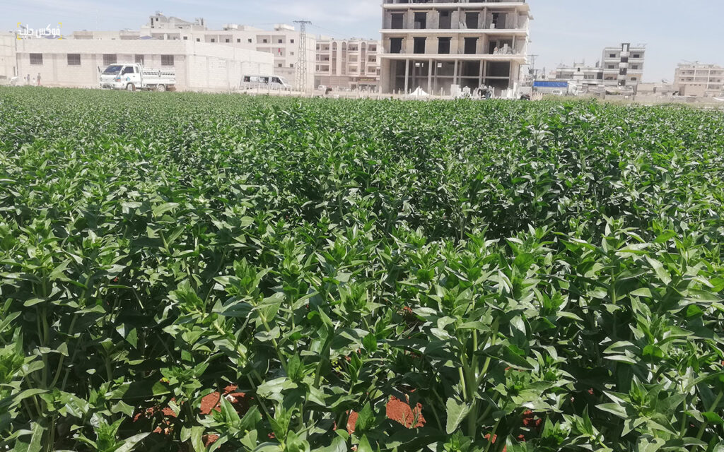 زراعة العصفر في الشمال السوري