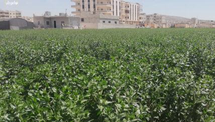 زراعة العصفر.. جدوى اقتصادية وإرهاق للتربة