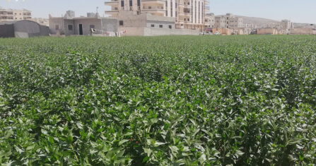 في ريف حماة.. مقابر مفتوحة لأشجار الفستق