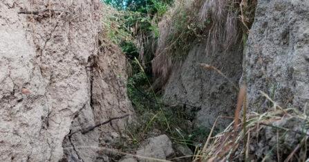 يباس أشجار الخوخ بعد غمرها بمياه نهر العاصي غربي إدلب