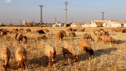 الثروة الحيوانية.. الأضاحي والقصابة تهددان إناث الأغنام