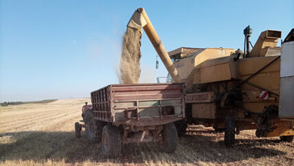 زراعة حبة البركة.. ارتفاع السعر يغطي التكلفة وقلة الإنتاج