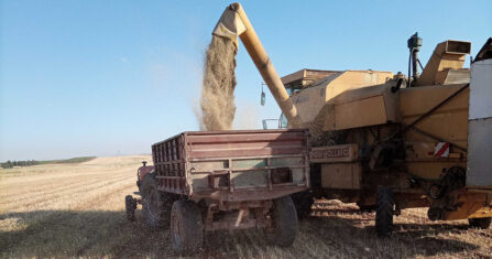 نرجس دارة عزة.. زهرة الشتاء المهددة بالجفاف وانحسار الأسواق