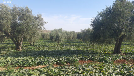  مكاسب الزراعات الصيفية بين أشجار الزيتون تنسي الفلاحين أضرارها