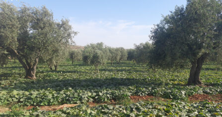 حظر المبيدات.. إنقاذ النحل مقابل خسائر في محاصيل زراعية