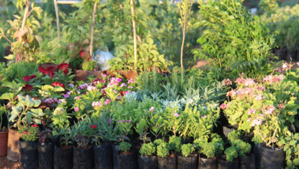 المشاتل .. رائحة الورود تطرق باب الذكريات