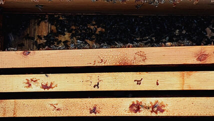 درجات الحرارة والمبيدات.. عن أسباب موت النحل في إدلب