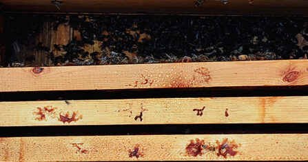 حظر المبيدات.. إنقاذ النحل مقابل خسائر في محاصيل زراعية