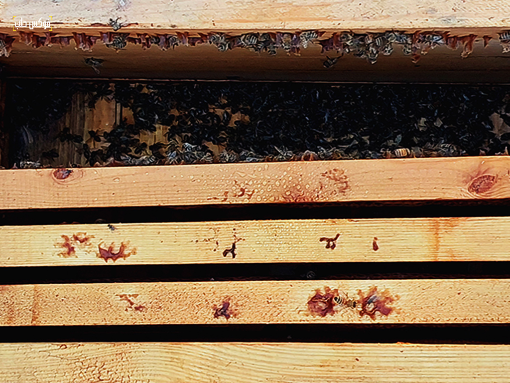 درجات الحرارة والمبيدات.. عن أسباب موت النحل في إدلب