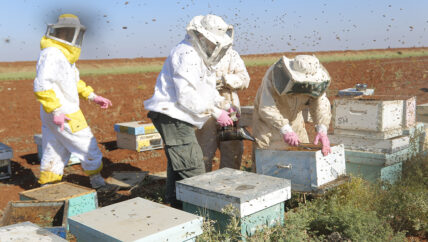 تهجين النحل طريقة حديثة للتغلب على ضيق المراعي وزيادة الإنتاج