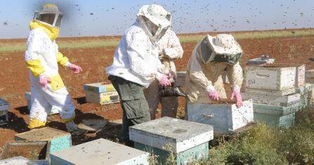 درجات الحرارة والمبيدات.. عن أسباب موت النحل في إدلب
