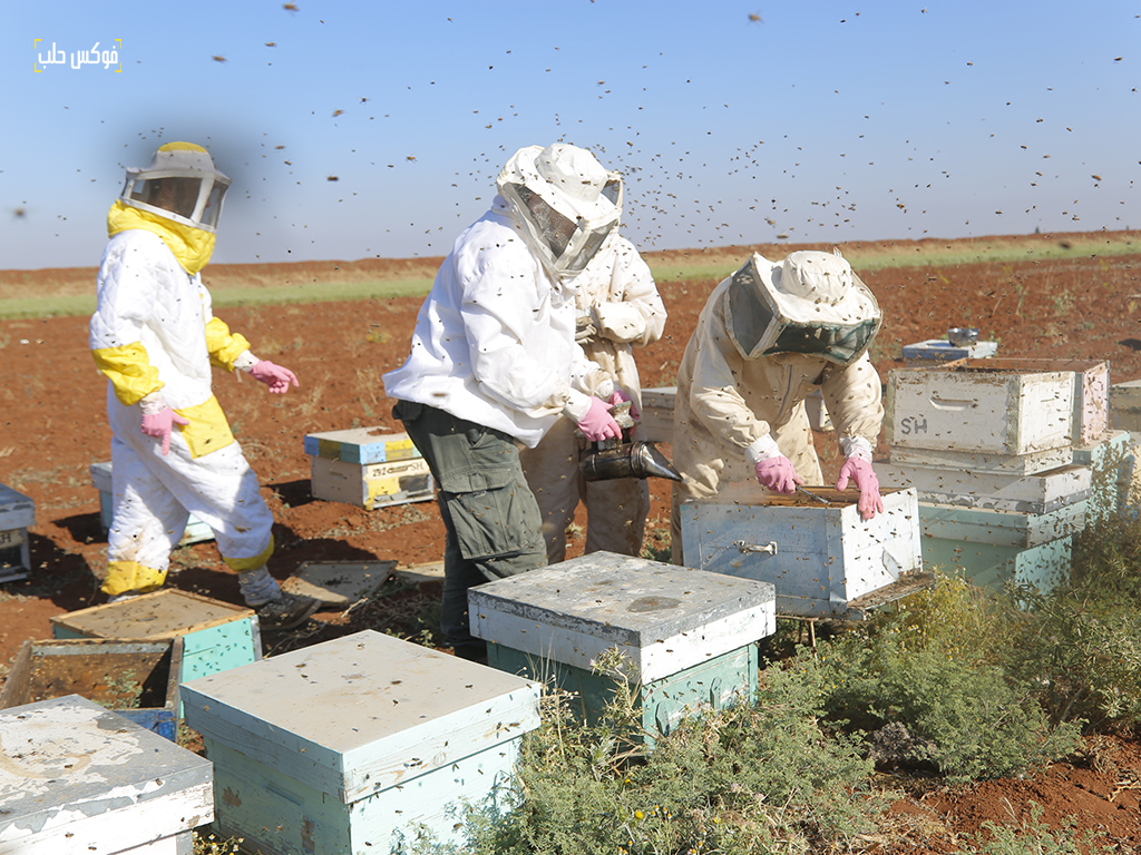 تهجين النحل شمال سوريا- تصوير: مصطفي الساروت