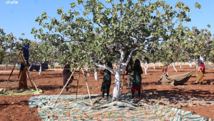 الفستق الحلبي “رزق الملوك”.. تكاليف باهظة وأسعار ثابتة تضمن الأرباح