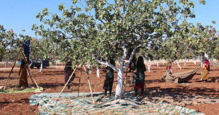 في ريف حماة.. مقابر مفتوحة لأشجار الفستق