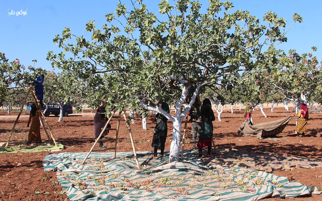 قطاف الفتسق الحلبي في ريف حلب الشمالي