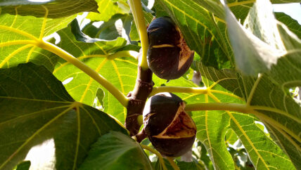 التين التركي الرديء إلى إدلب بختم حكومة الإنقاذ 