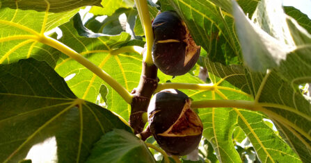 في جبل الزاوية.. حشرة صغيرة تفتك بأشجار التين وبأحلام المزارعين