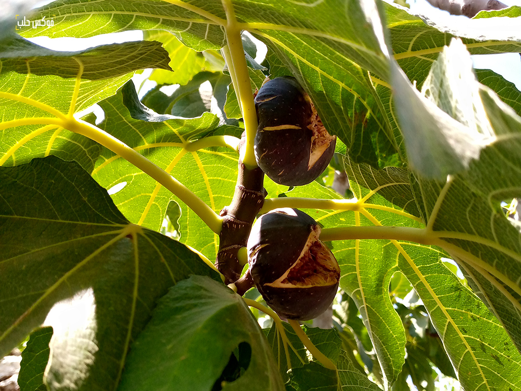 التين التركي الرديء إلى إدلب بختم حكومة الإنقاذ- فوكس حلب