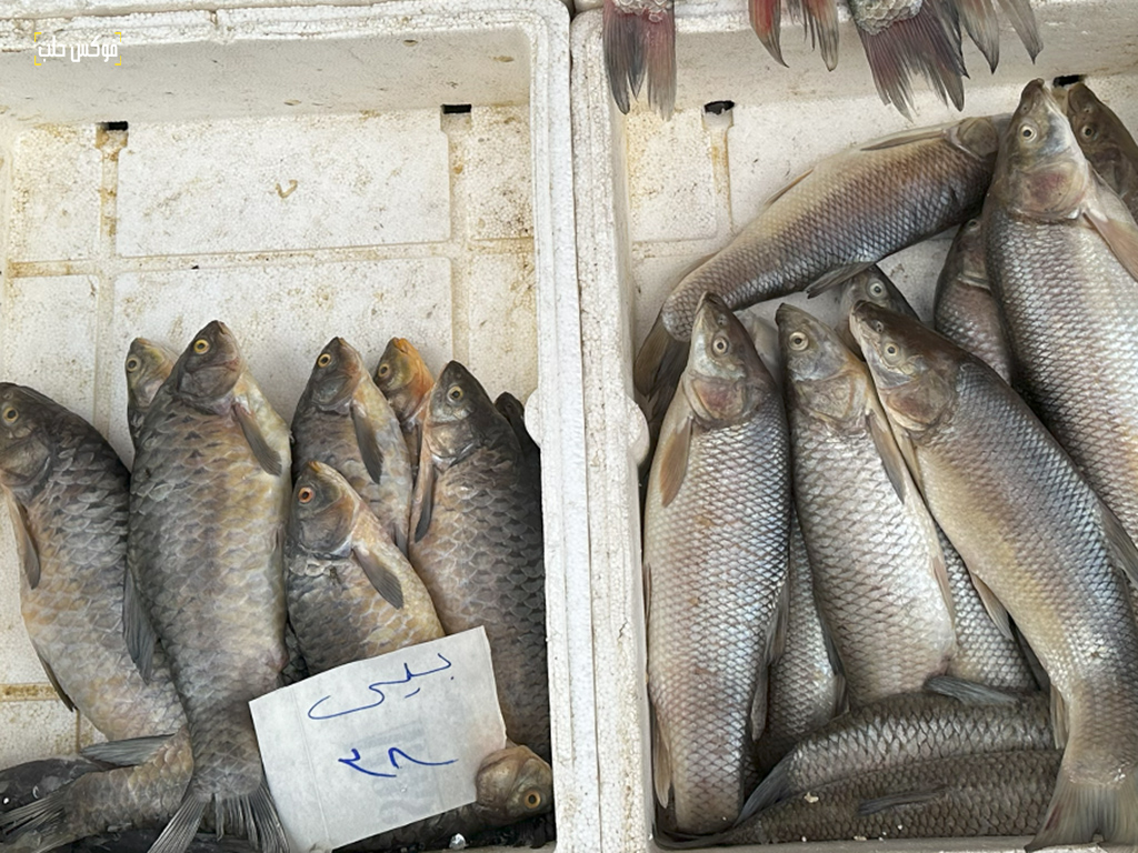من محل لبيع الأسماك في مدينة إدلب- تصوير: مصطفى الساروت
