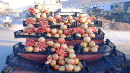 رمان حوض العاصي تشقق ومصاعب في التسويق 