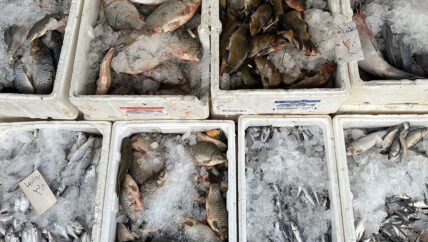 رحلة السمك الفراتي إلى إدلب