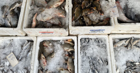 “نبدأ من نقطة الصفر”.. معركة إحياء السمك في سهل الغاب