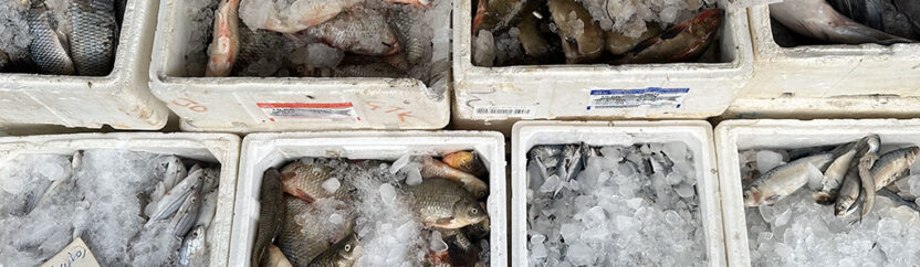 رحلة السمك الفراتي إلى إدلب