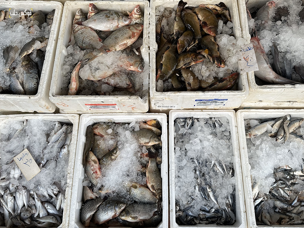 سمك الفرات.. الوصول إلى إدلب رحلة شاقة ومكلفة