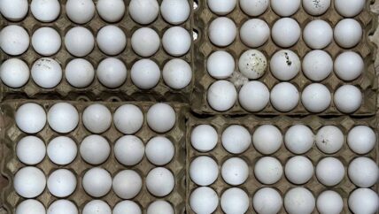 بورصة البيض تحكمها قرارات غير مدروسة بفتح التصدير أو إيقافه 